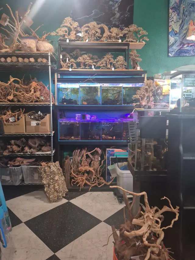 A Betta World — customer photo 9
