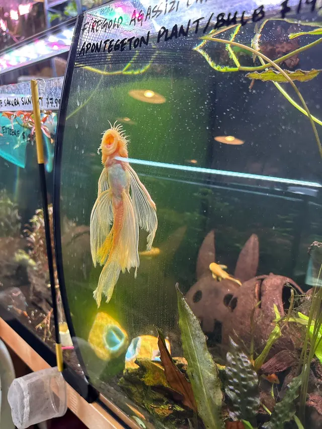 A Betta World — customer photo 10