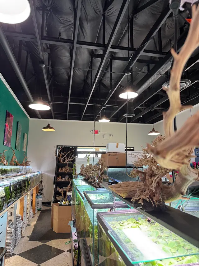 A Betta World — customer photo 6