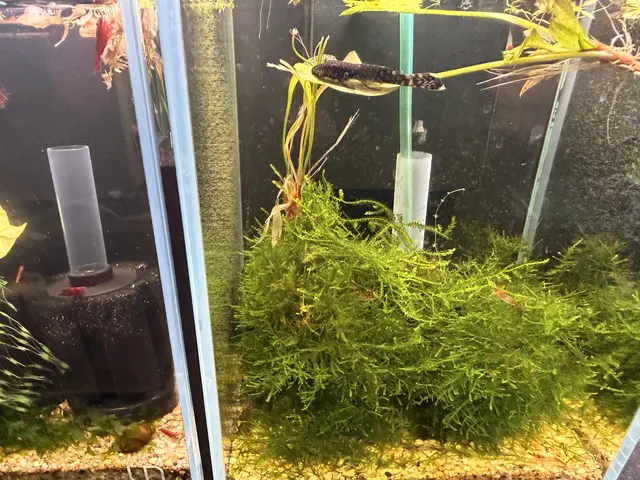 A Betta World — customer photo 11