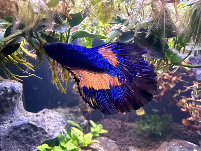 A Betta World — customer photo 4