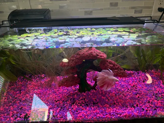 A Betta World — customer photo 12