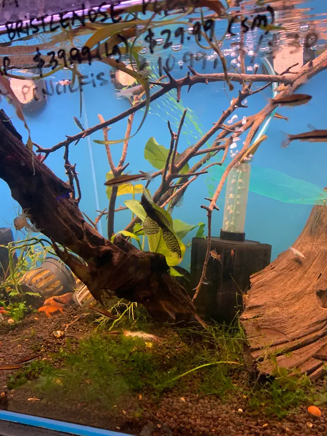 A Betta World — customer photo 5