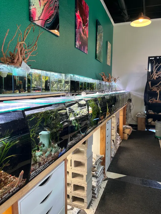 A Betta World — customer photo 2