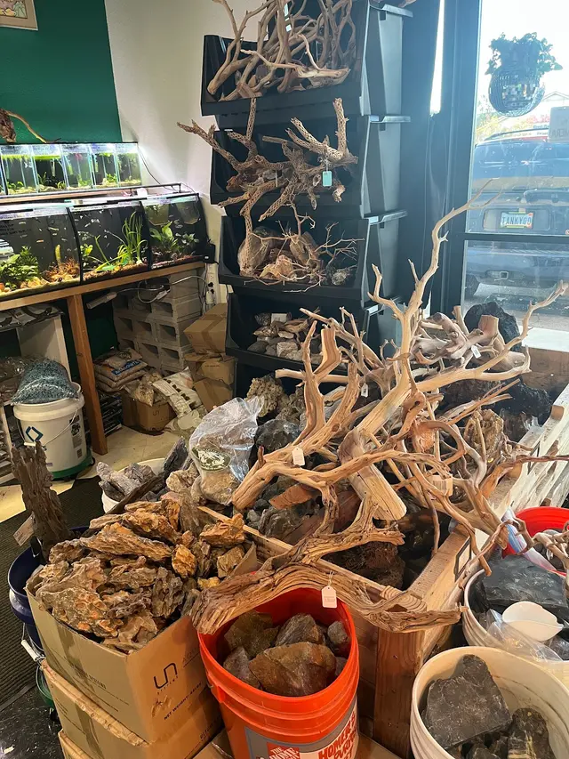 A Betta World — customer photo 8