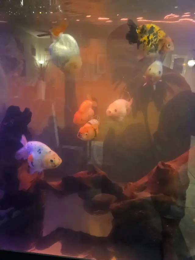 Sin City Aquatics & Maintenance — customer photo 11