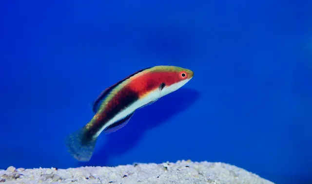 Sin City Aquatics & Maintenance — customer photo 12