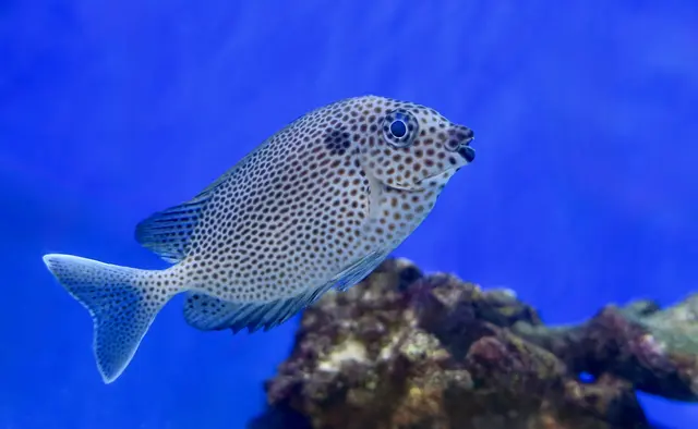 Sin City Aquatics & Maintenance — customer photo 10