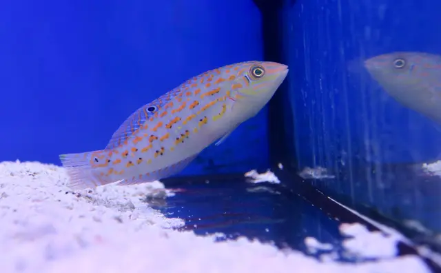 Sin City Aquatics & Maintenance — customer photo 8