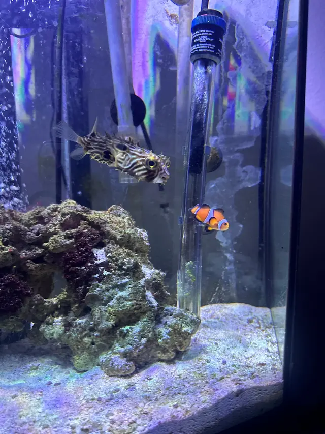 Sin City Aquatics & Maintenance — customer photo 3