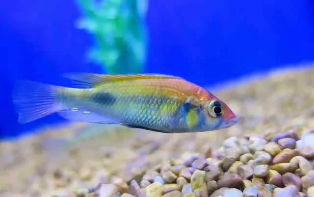 Sin City Aquatics & Maintenance — customer photo 5