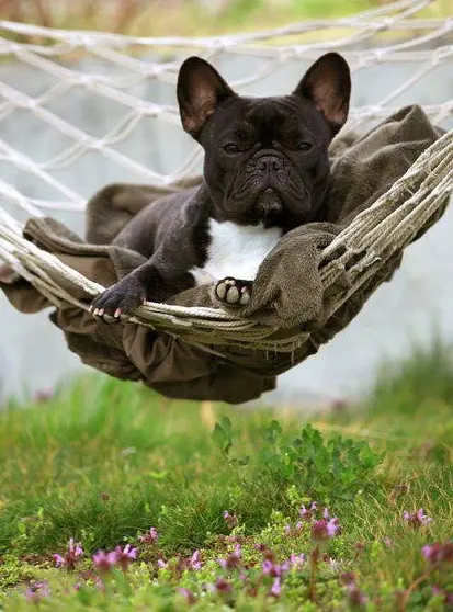 Countryside Pet Boarding — photo from the business 3