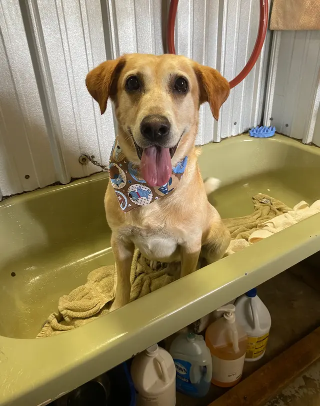 Countryside Pet Boarding — customer photo 2