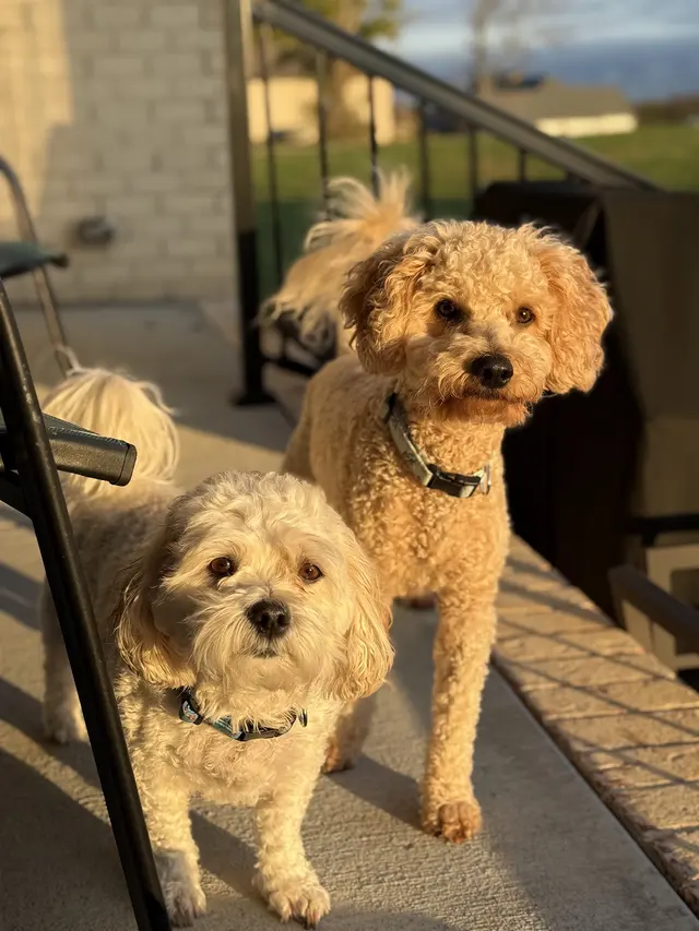 Countryside Pet Boarding — customer photo 1