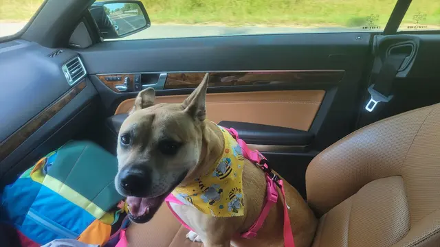 Countryside Pet Boarding — customer photo 8