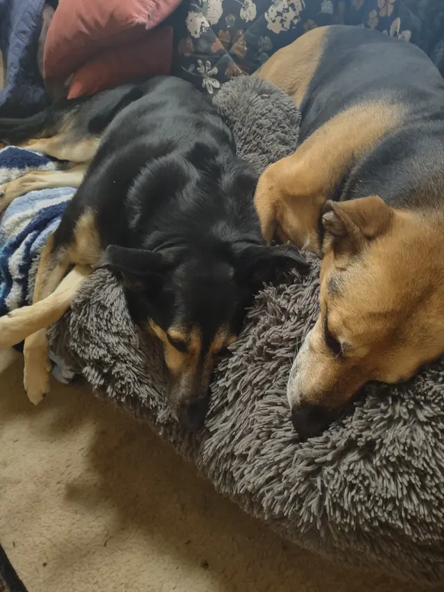 Countryside Pet Boarding — customer photo 10