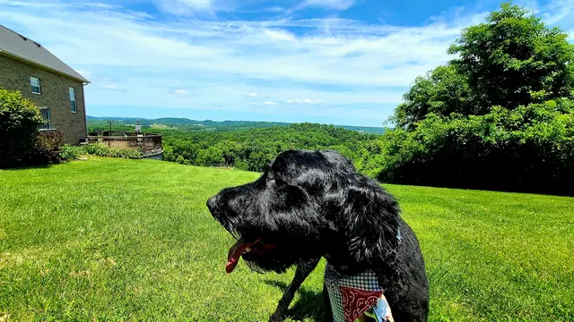 Countryside Pet Boarding — customer photo 6