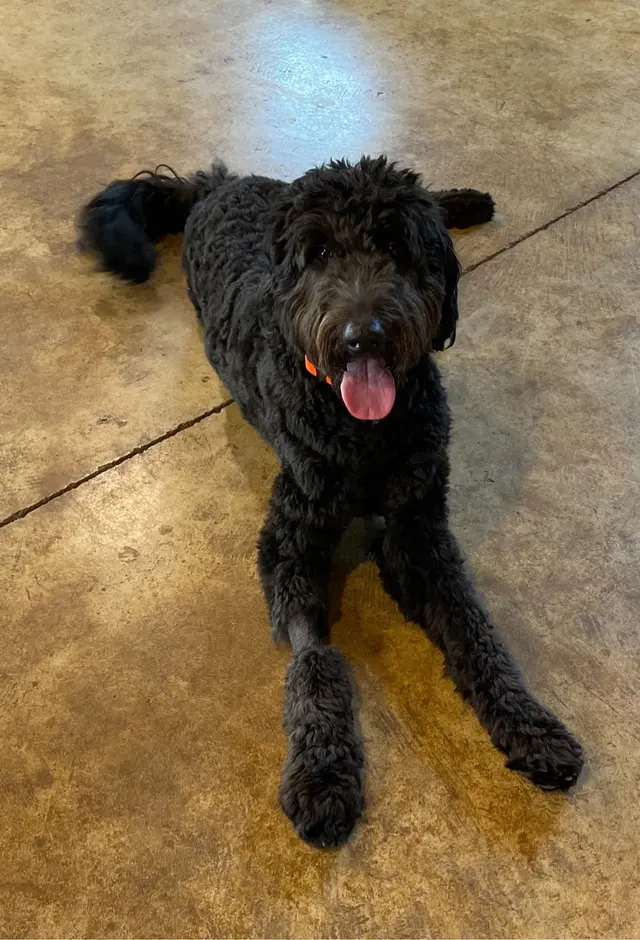 Kindred Spirits Dog Training — photo from the business 9