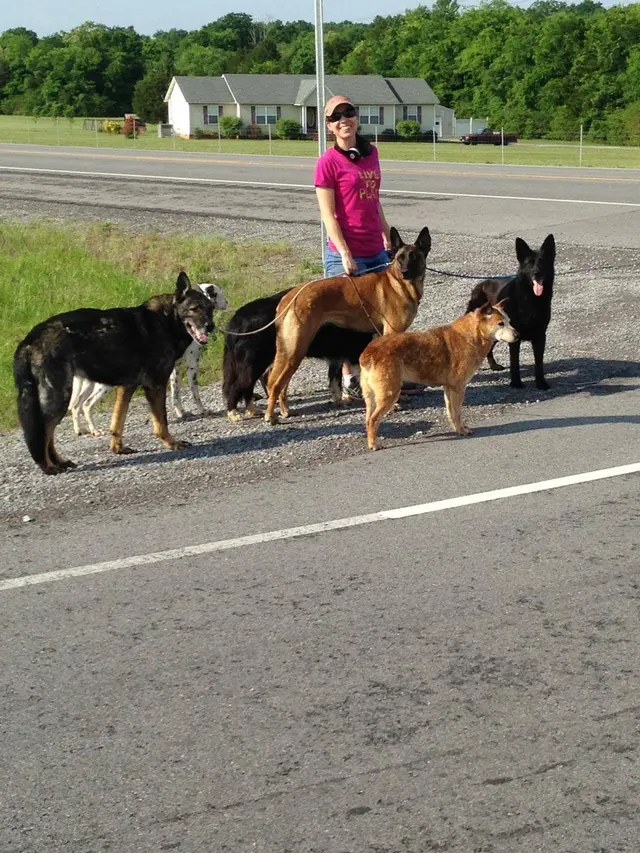 Kindred Spirits Dog Training — photo from the business 2