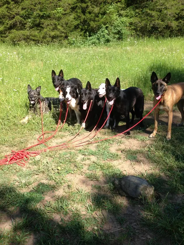 Kindred Spirits Dog Training — photo from the business 11