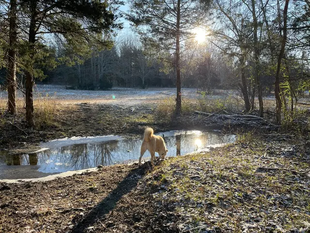 Kindred Spirits Dog Training — photo from the business 12