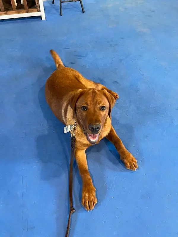 Customer photo of work by Kindred Spirits Dog Training, from Morgan Gluch's review