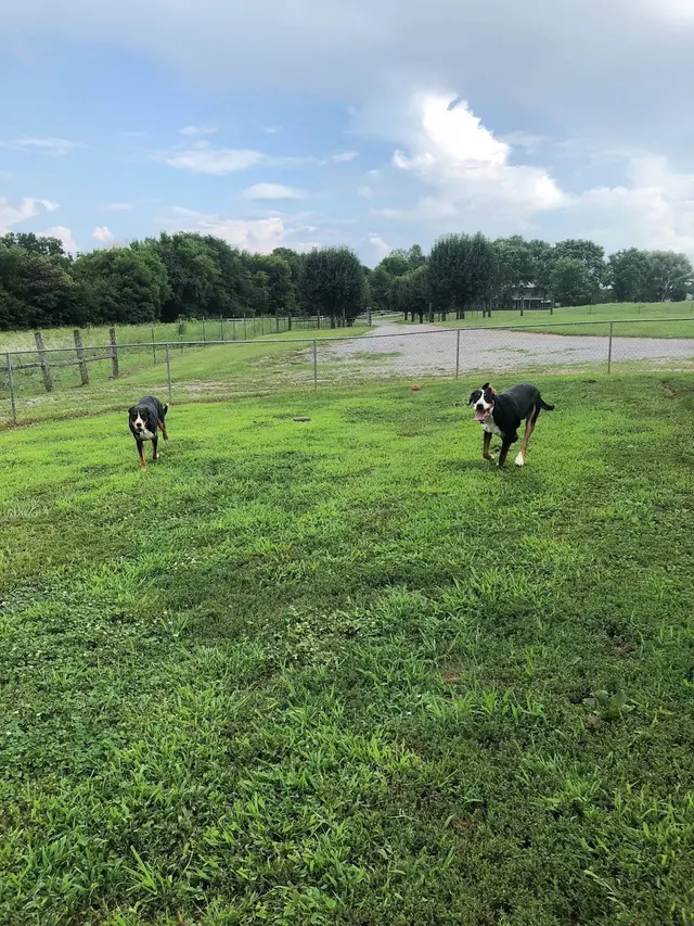 Kindred Spirits Dog Training — photo from the business 3