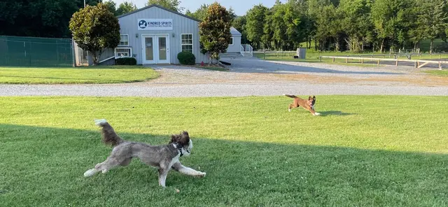 Kindred Spirits Dog Training — photo from the business 4
