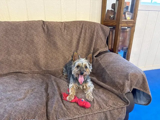 Kindred Spirits Dog Training — customer photo 5