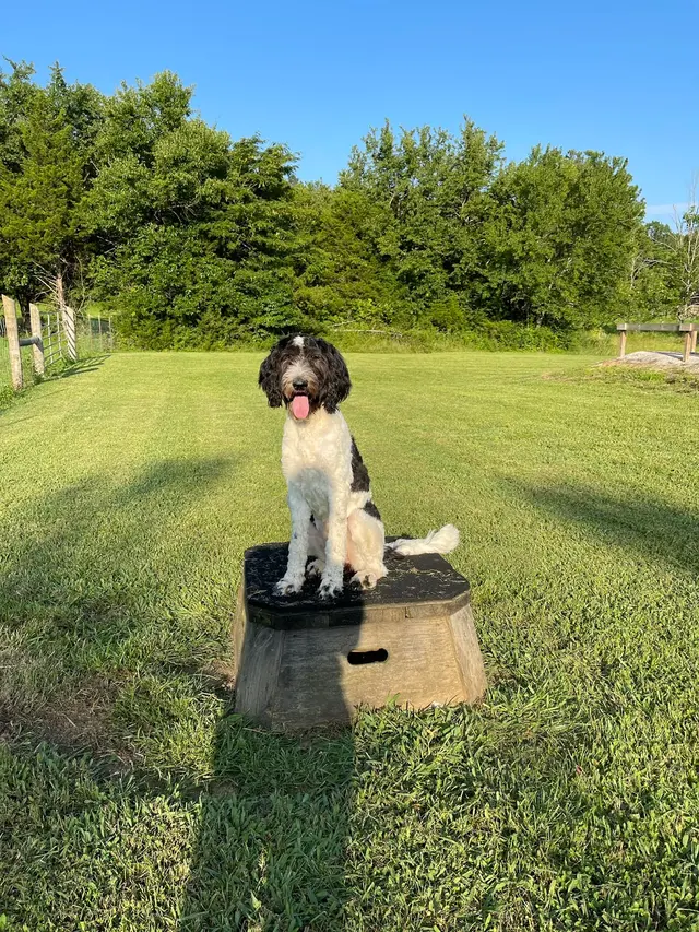 Kindred Spirits Dog Training — photo from the business 8