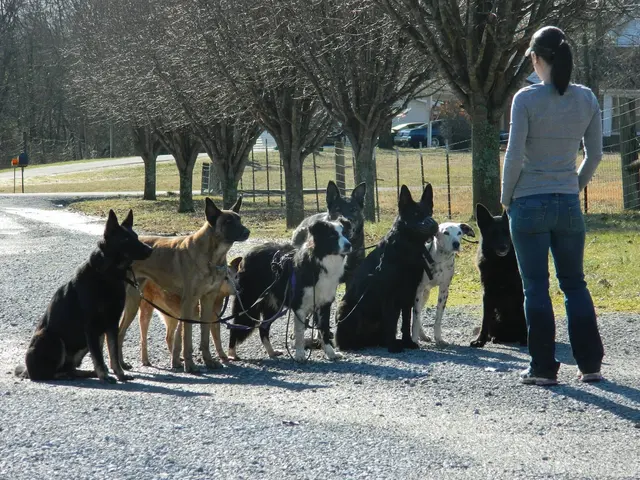 Kindred Spirits Dog Training — photo from the business 7