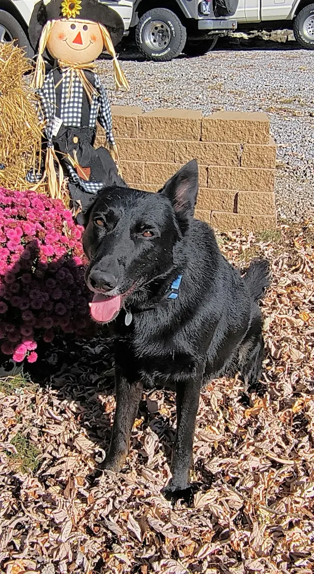 Kindred Spirits Dog Training — customer photo 10