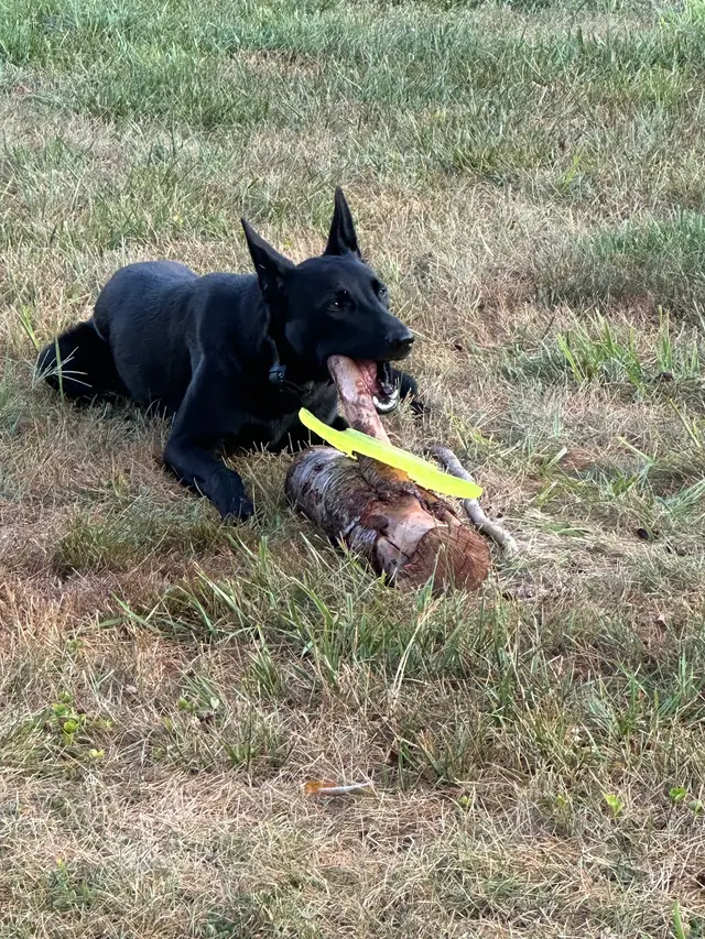 Customer photo of work by Kindred Spirits Dog Training, from Ken Perry's review