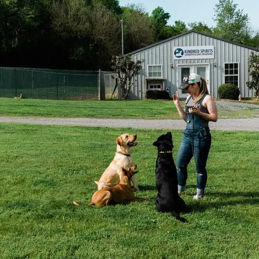 Kindred Spirits Dog Training — photo from the business 1