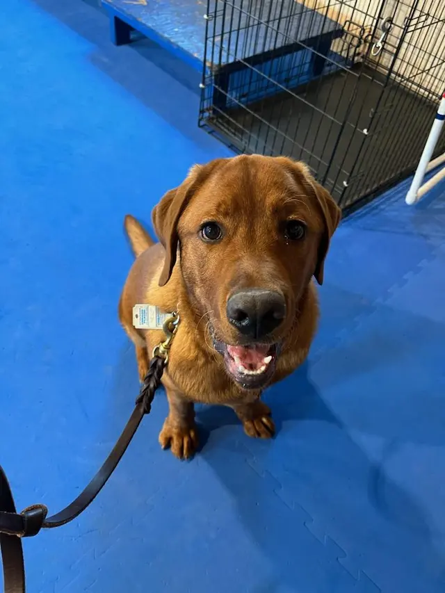 Customer photo of work by Kindred Spirits Dog Training, from Morgan Gluch's review