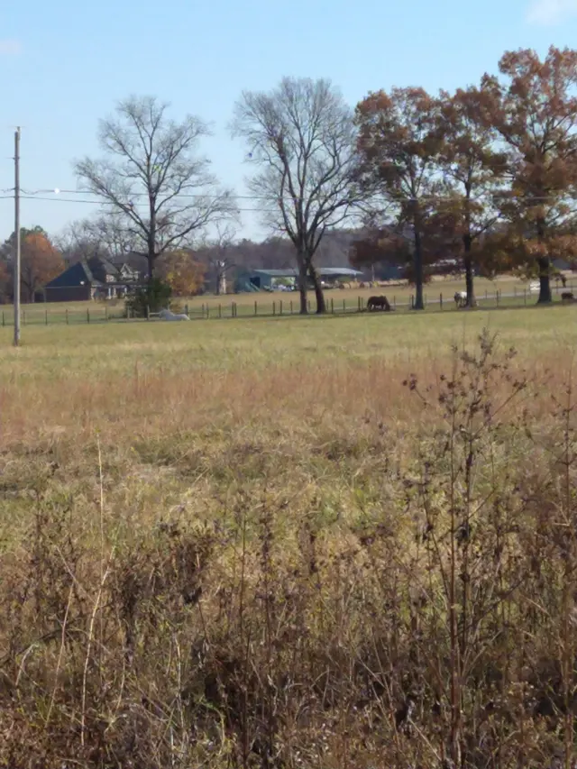 Black Dog Farm - Dog Training — photo from the business 11