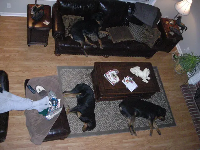 Black Dog Farm - Dog Training — photo from the business 12