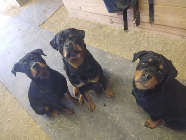 Black Dog Farm - Dog Training — photo from the business 2