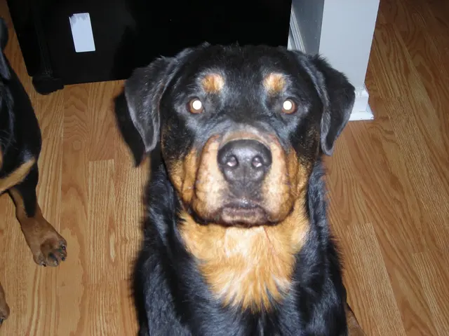 Black Dog Farm - Dog Training — photo from the business 10