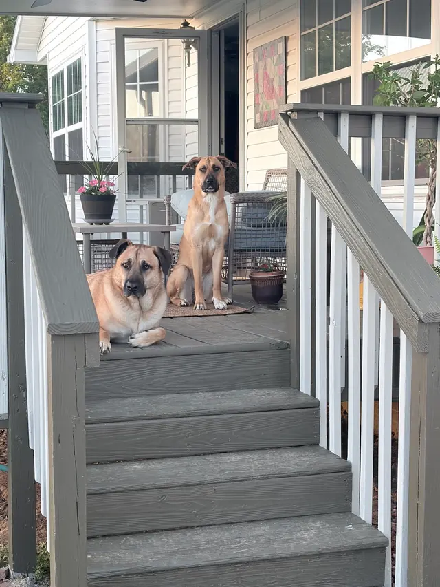 Black Dog Farm - Dog Training — customer photo 6