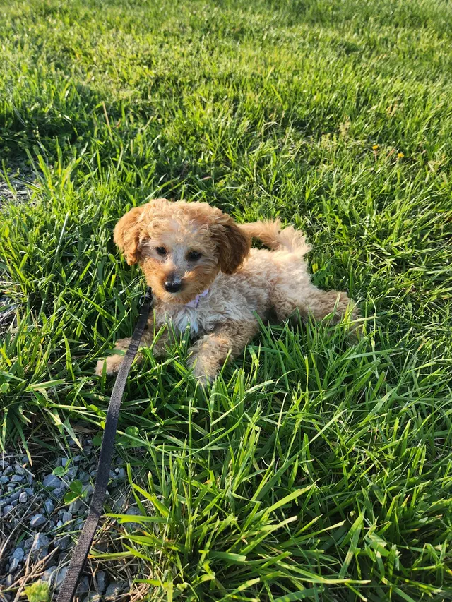 Black Dog Farm - Dog Training — customer photo 7