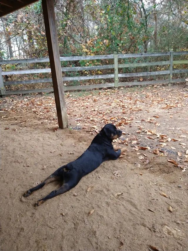 Black Dog Farm - Dog Training — photo from the business 3