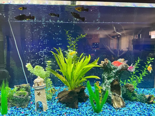 Infinity Aquarium Design — customer photo 7
