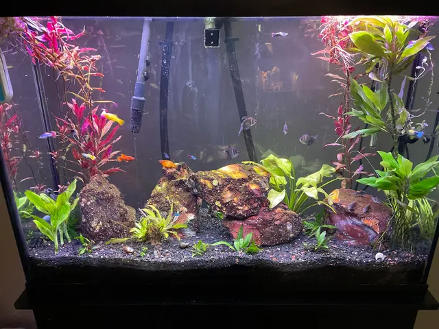 Infinity Aquarium Design — customer photo 4