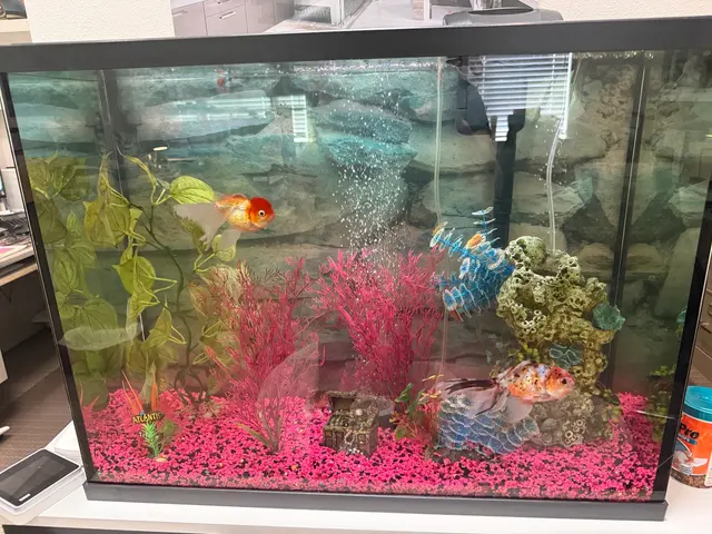 Infinity Aquarium Design — customer photo 9