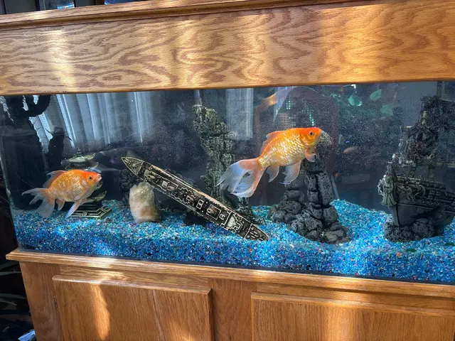 Infinity Aquarium Design — customer photo 2