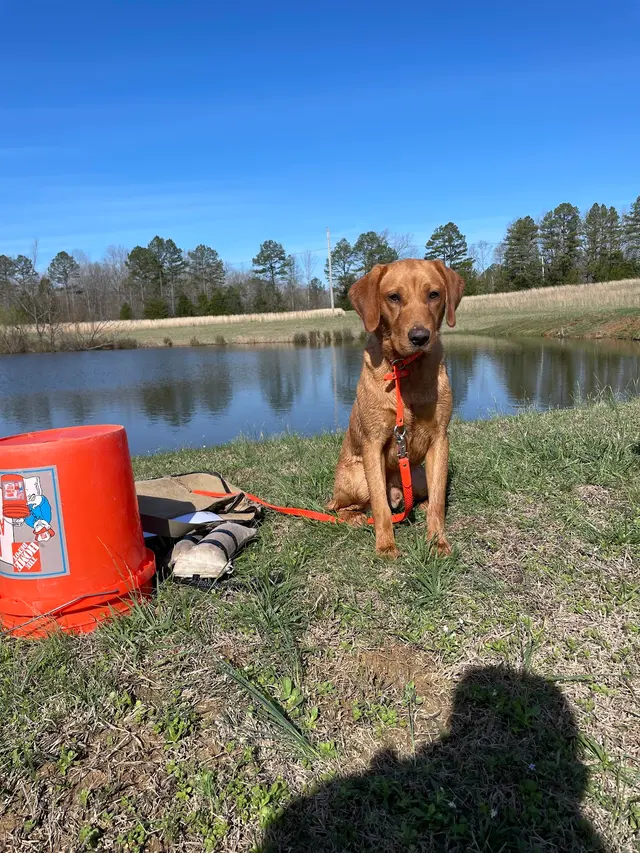 Wildrose Kennels — customer photo 8