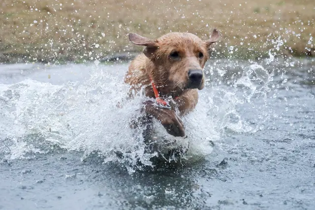 Customer photo of work by Wildrose Kennels, from JJ Adams's review