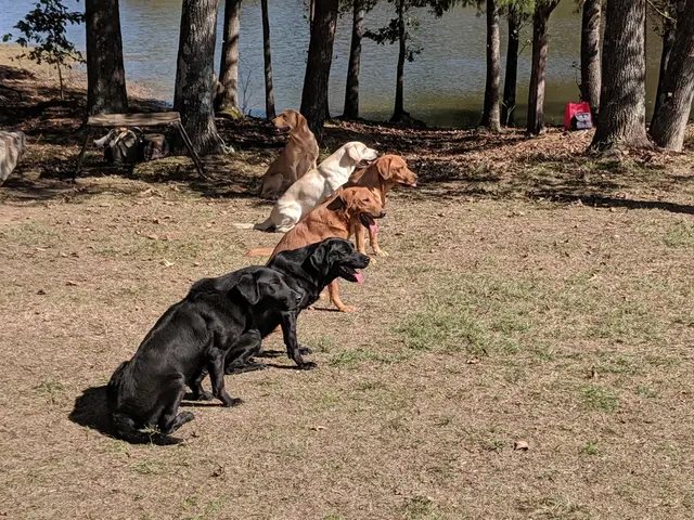 Wildrose Kennels — customer photo 4