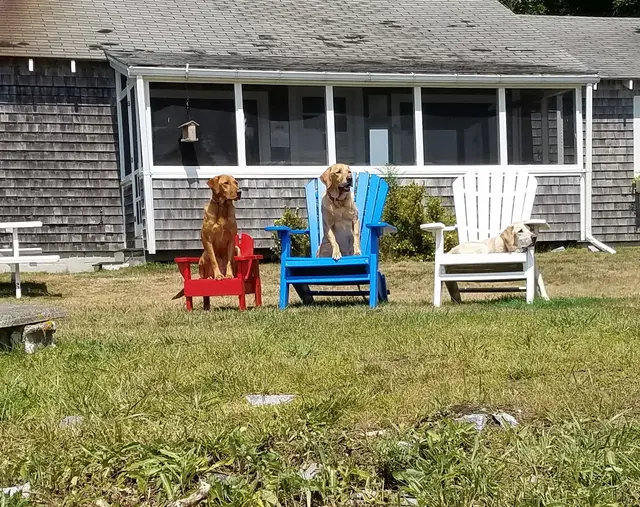 Wildrose Kennels — customer photo 12